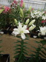 [5298 Snowboard No01.JPG]